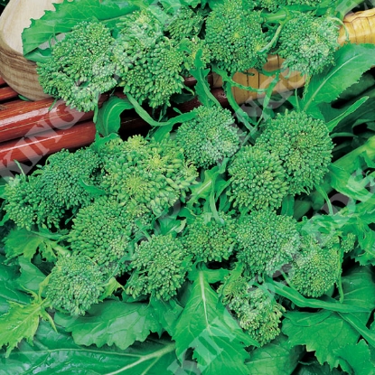 Picture of Broccoli Broccoletto